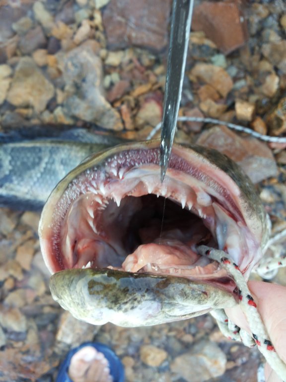 20150811_070603.jpg