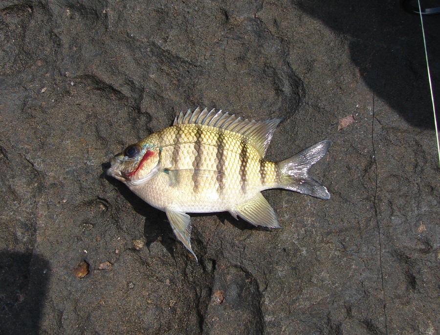 Abudefduf Sexfasciatus1.JPG