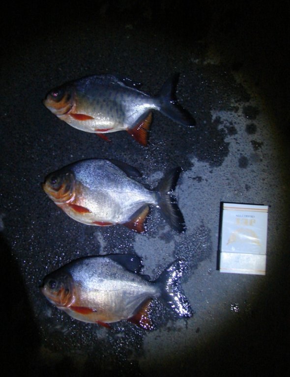 DSC00888.JPG