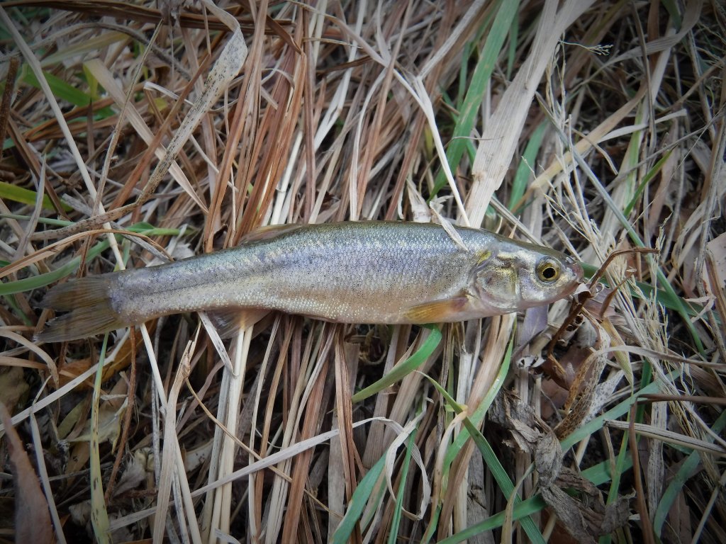 DSCF2336.JPG