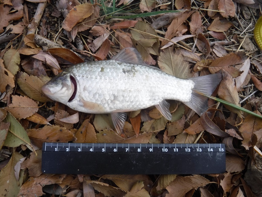 DSCF2868.JPG