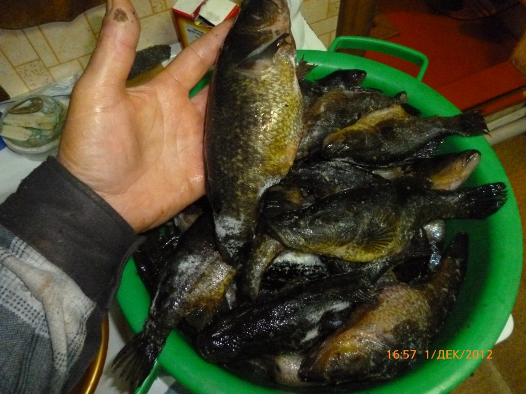 P1020206.JPG