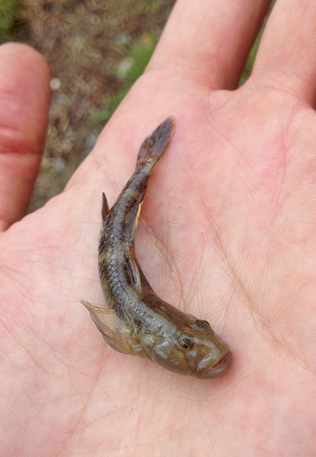 Rhinogobius similes.JPG