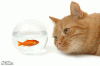5.gif