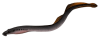 A77_big.png