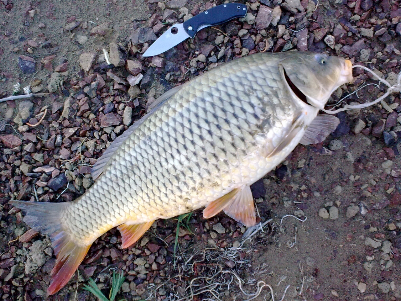 Речной сазанчик на реке Или