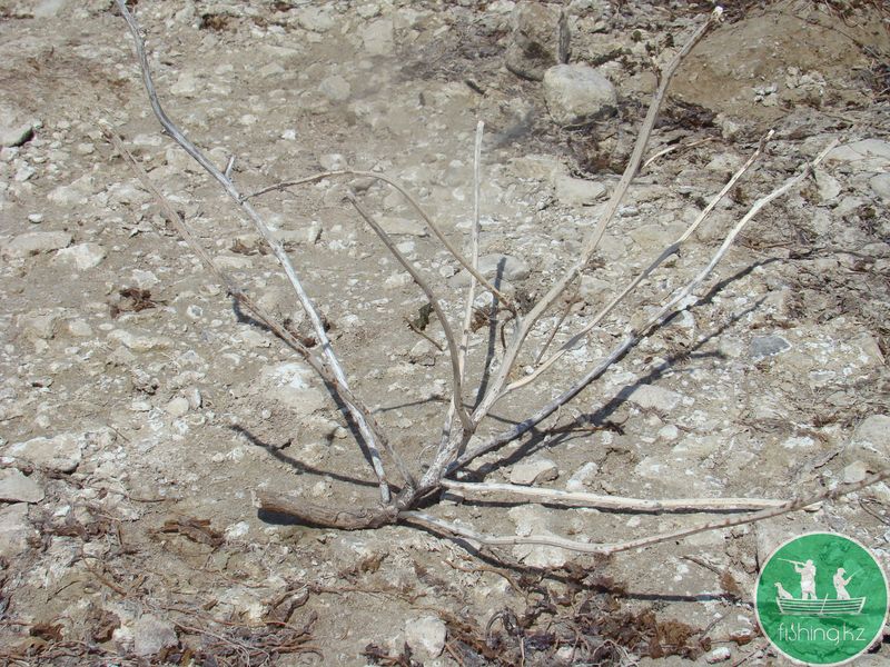 Кубок FISHING.KZ по ловле на спиннинг с лодки "ЗМЕЕГОЛОВ 2014"