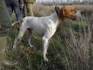 Пойнтер