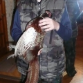 22.01.2011 Охота на фазана.