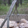 Грузди